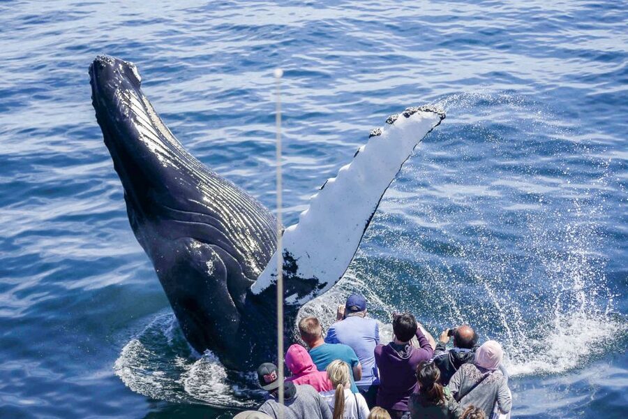 Boston: City Cruises Whale Watching Cruise - Key highlights worth your attention