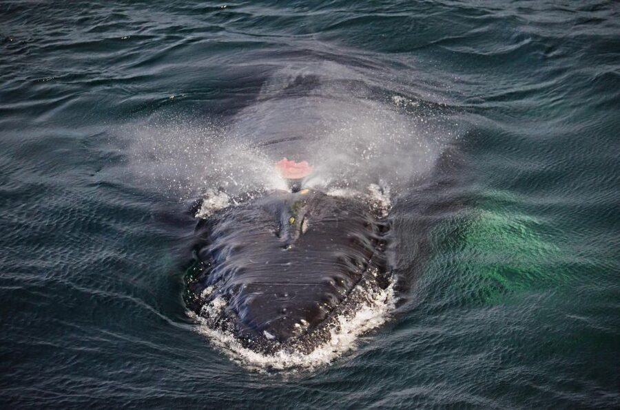 Boston: City Cruises Whale Watching Cruise - Should you book this Boston Harbor City Cruises whale watching?