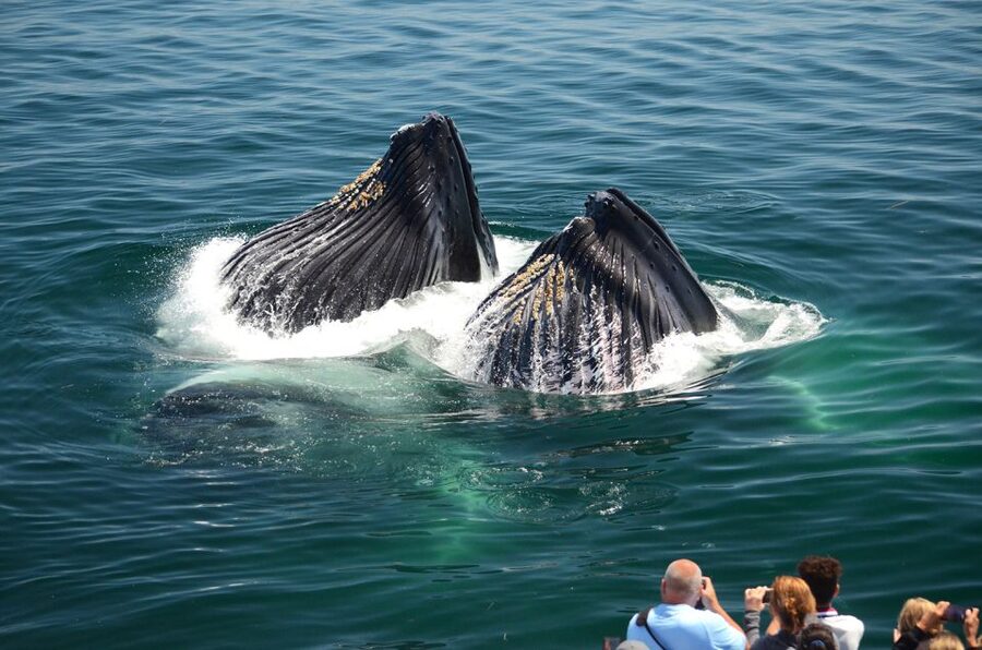 Boston: City Cruises Whale Watching Cruise - Stellwagen Bank whale watching: what you might see and how the naturalists help