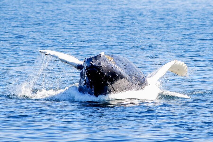 Boston: City Cruises Whale Watching Cruise - Weather, motion, and the honest reality of whale time