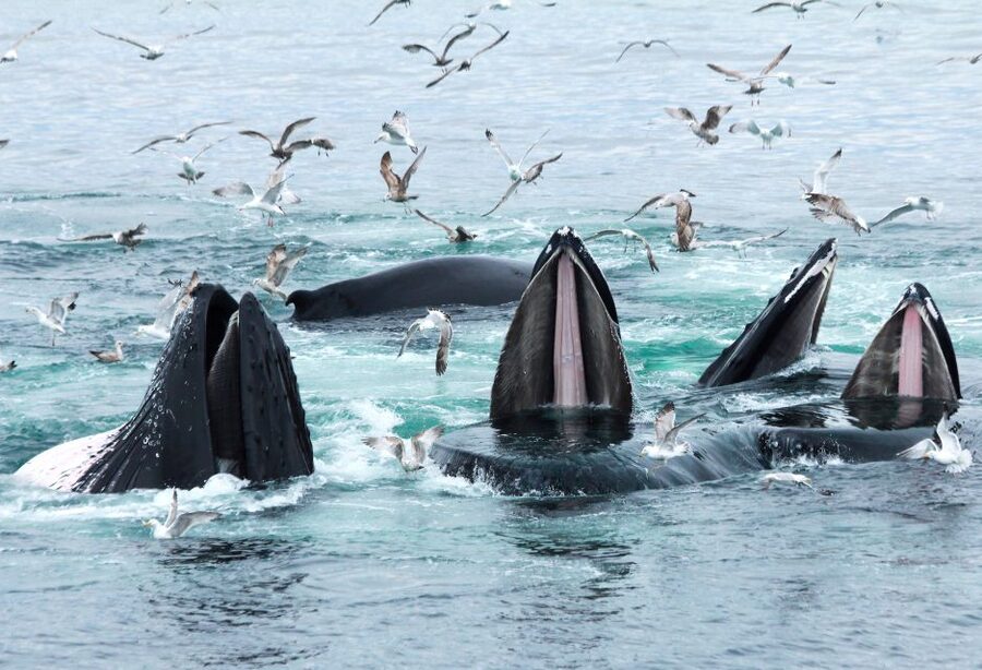 Boston: City Cruises Whale Watching Cruise - Price and value: why $85 can feel fair when sightings happen