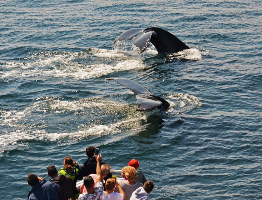Boston: City Cruises Whale Watching Cruise - Comfort notes: seating wear, crowding, and what to pack