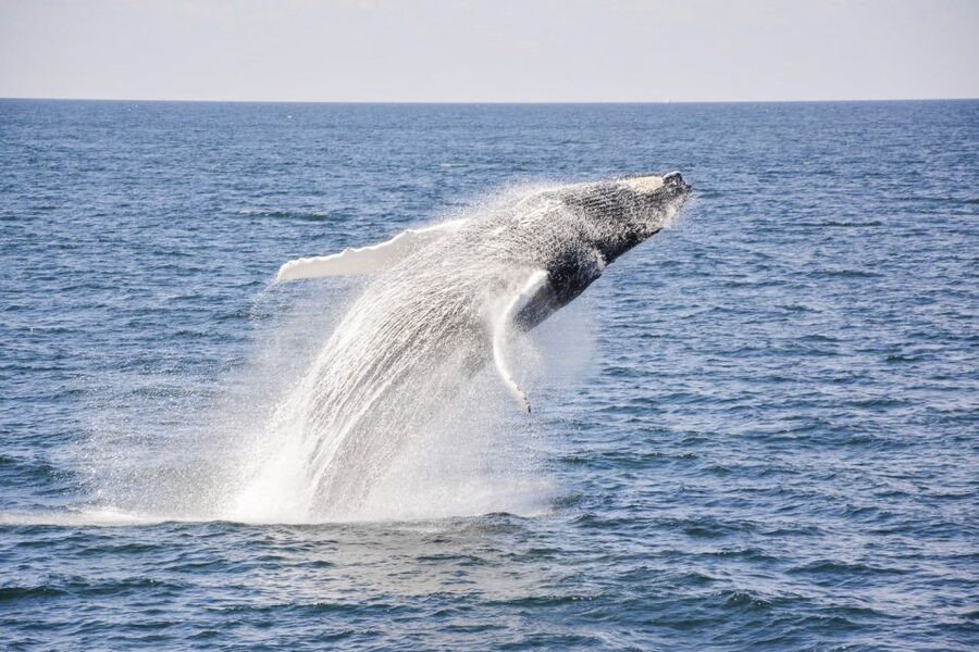 Boston: City Cruises Whale Watching Cruise - Who this whale cruise is best for