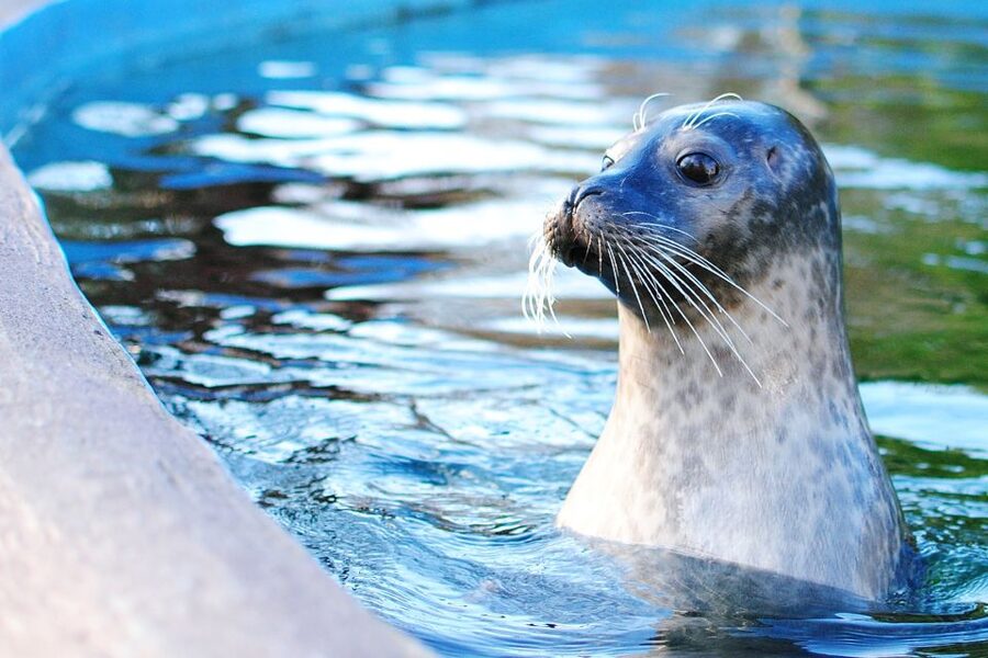 Boston: Explorer Pass Save up to 50% on 30+ Top Attractions - Neighborhood and story tours: Harvard, North End, Beacon Hill