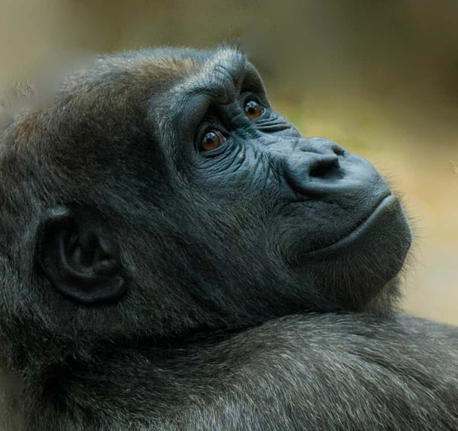 Boston: Franklin Park Zoo Entry Ticket - Key things to know before you go