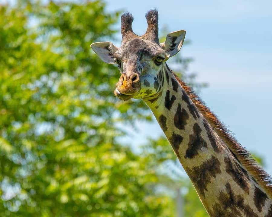 Boston: Franklin Park Zoo Entry Ticket - Franklin Park Zoo: an easy Boston day with real animal habitats
