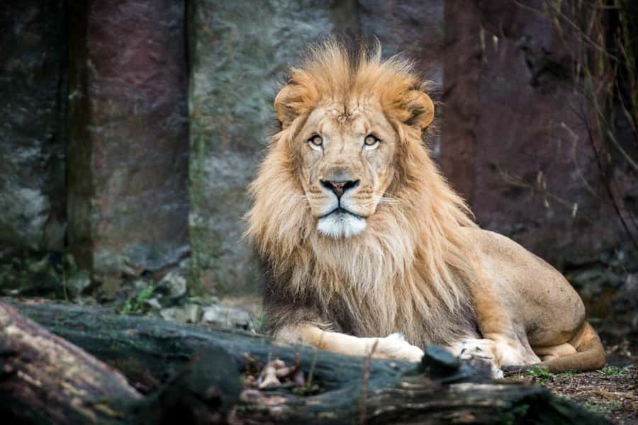 Boston: Franklin Park Zoo Entry Ticket - Timing and hours: when to arrive for the best odds