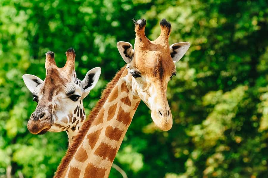 Boston: Franklin Park Zoo Entry Ticket - How I’d plan your route: Tropical Forest, lions, and giraffes first