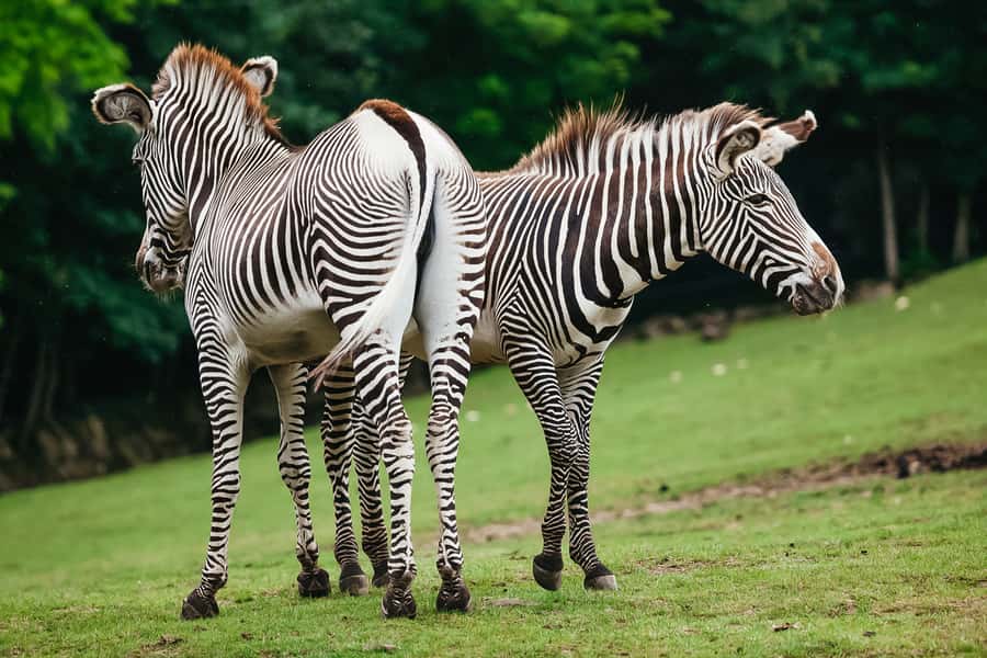 Boston: Franklin Park Zoo Entry Ticket - Rules and what to bring for a smooth visit