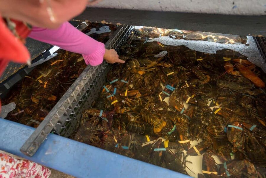 Boston: Guided Seafood Tasting and History Tour - Seafood Tastings That Add Up to a Full Meal