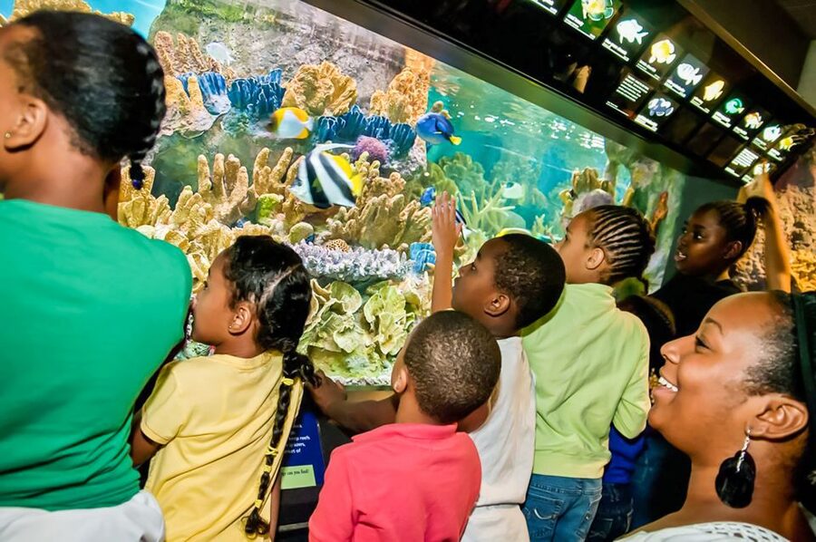 Boston: New England Aquarium Entry + Optional Simons Theatre - What to Watch For (So You Don’t Leave Slightly Annoyed)