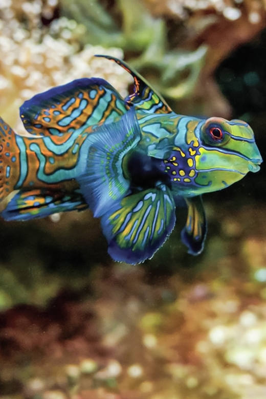 Boston: New England Aquarium Entry + Optional Simons Theatre - Why This Aquarium Shortcut Matters in Boston