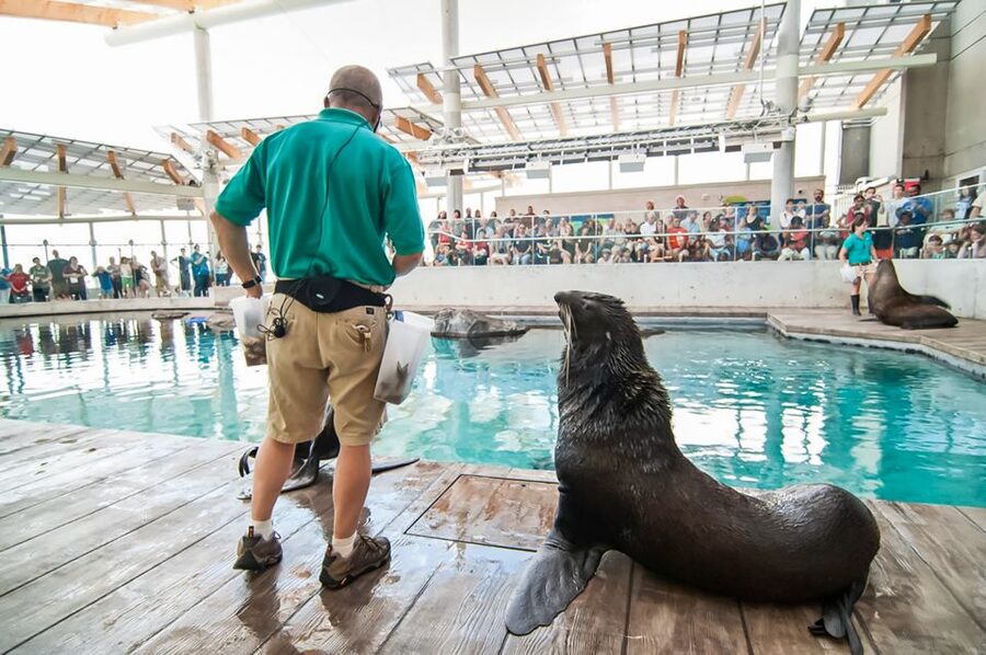 Boston: New England Aquarium Entry + Optional Simons Theatre - Amazon Rainforest Stops: Piranhas and Anacondas on Your Route
