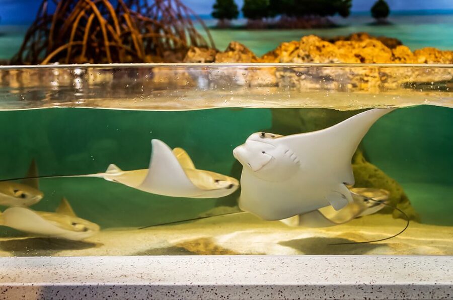 Boston: New England Aquarium Entry + Optional Simons Theatre - Price and Value: Is $39 Worth One Day?