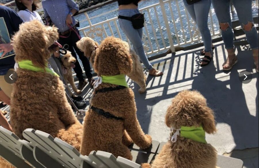 Boston: Scenic Harbor Cruise (Dog-Friendly) - Boston Harbor From an Open Deck, What You Really Get in 90 Minutes