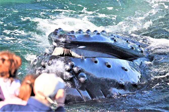 City Cruises Boston Whale Watching Cruise by High-Speed Boat - Key things to know before you go