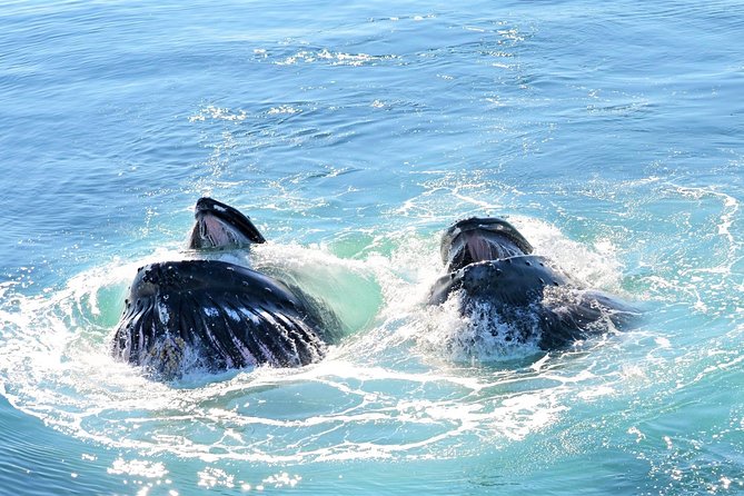 City Cruises Boston Whale Watching Cruise by High-Speed Boat - Stellwagen Bank: Why this Boston whale cruise feels different