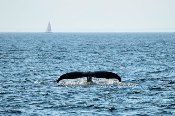 City Cruises Boston Whale Watching Cruise by High-Speed Boat - Indoor cabin, air-conditioning, and the comfort rhythm