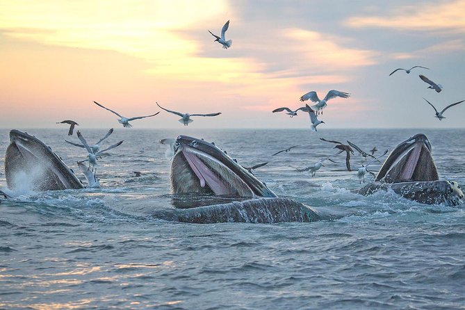 City Cruises Boston Whale Watching Cruise by High-Speed Boat - The naturalist experience: turning a sighting into a story