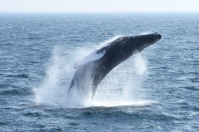 City Cruises Boston Whale Watching Cruise by High-Speed Boat - Food, drinks, and handling the half-day hunger gap