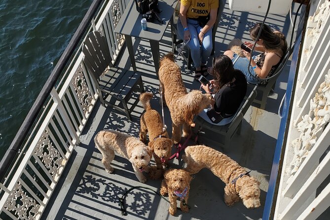 Dog Day of Summer Harbor Cruise in Boston - Rowes Wharf to the Open Water: how the cruise starts
