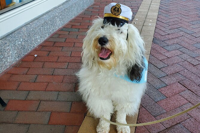 Dog Day of Summer Harbor Cruise in Boston - Weather, heat, and when to choose this cruise