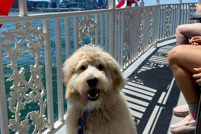 Dog Day of Summer Harbor Cruise in Boston - What I’d pack and plan for (so it stays fun)