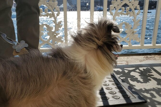 Dog Day of Summer Harbor Cruise in Boston - Dog-friendly cruising: what your pup experience actually feels like