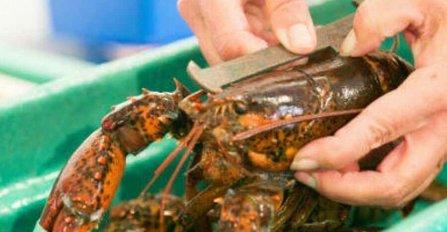 Kennebunkport, Maine: Lunchtime Culinary Walking Tour - Dietary preferences: what they can support, and what you must plan around