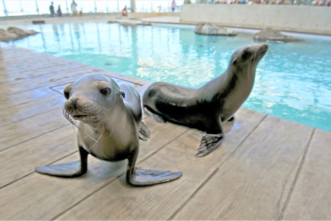 New England Aquarium Admission Ticket in Boston - Penguin Colony: More Than 50 Penguins and Tiered Viewing
