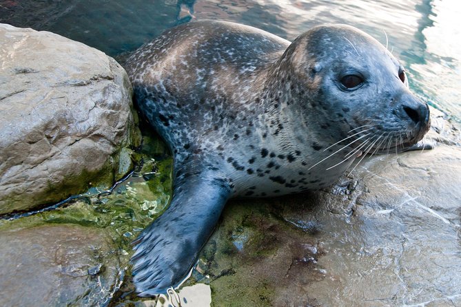 New England Aquarium Admission Ticket in Boston - How to Pace a 2-Hour Aquarium Visit Without Feeling Rushed