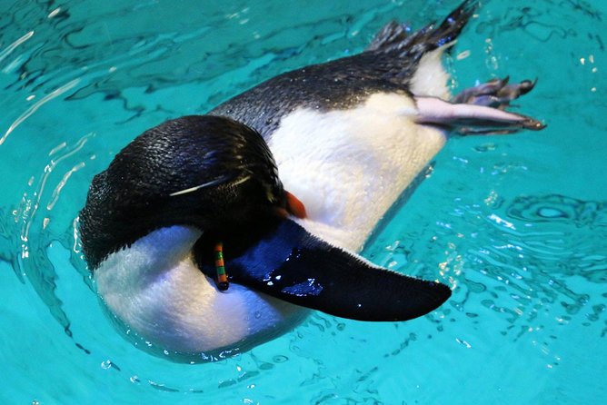 New England Aquarium Admission Ticket in Boston - Who Should Book This New England Aquarium Admission Ticket