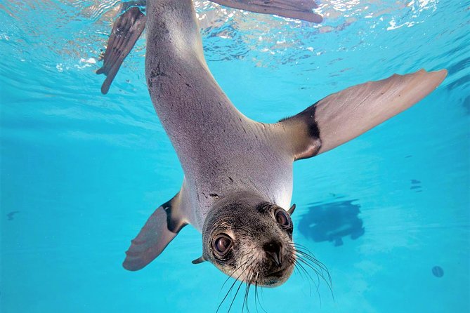 New England Aquarium Admission Ticket in Boston - The Giant Ocean Tank: 200,000 Gallons of Rays, Sharks, and Big Views