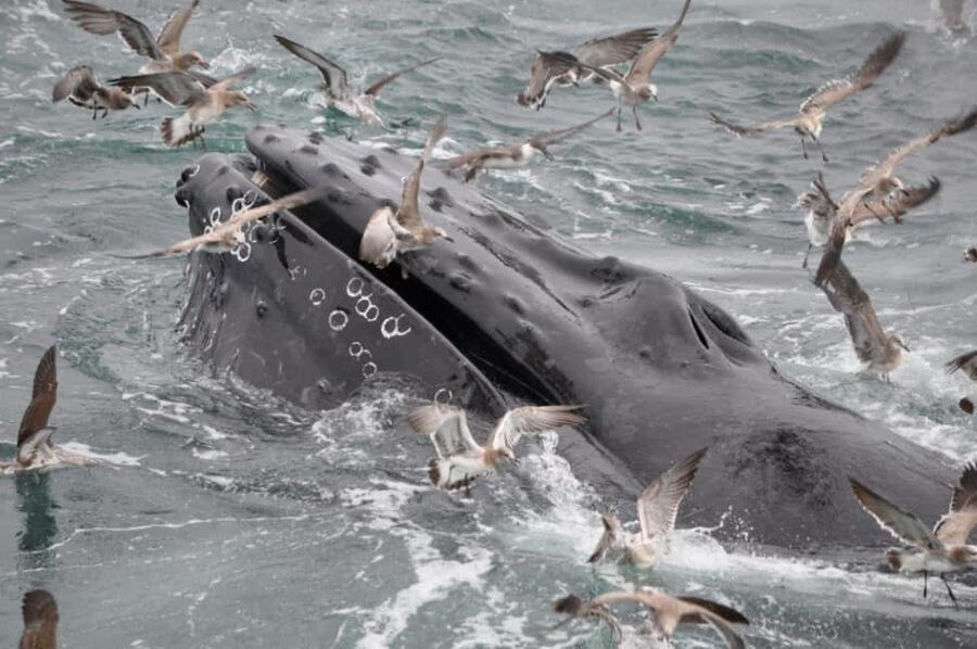 Plymouth: Whale Watching Cruise - Key Things You Will Notice