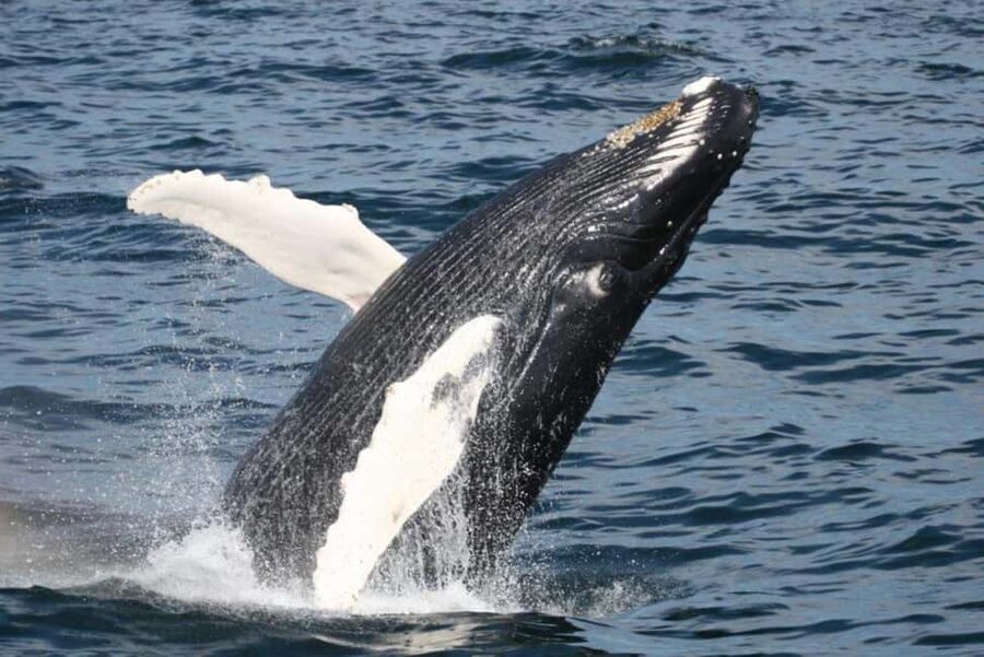 Plymouth: Whale Watching Cruise - Plymouth Whale Watching Route, Why Stellwagen Bank Is the Main Event