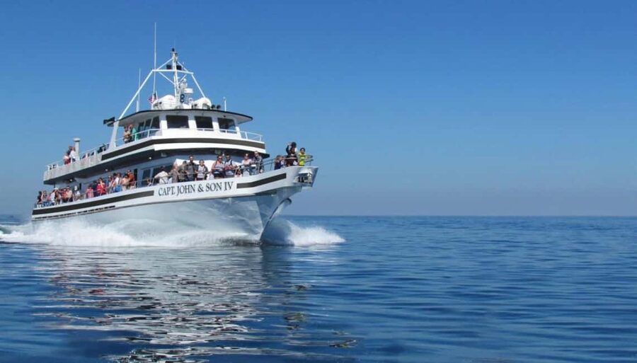 Plymouth: Whale Watching Cruise - The Naturalist and How the Spotting Gets Real