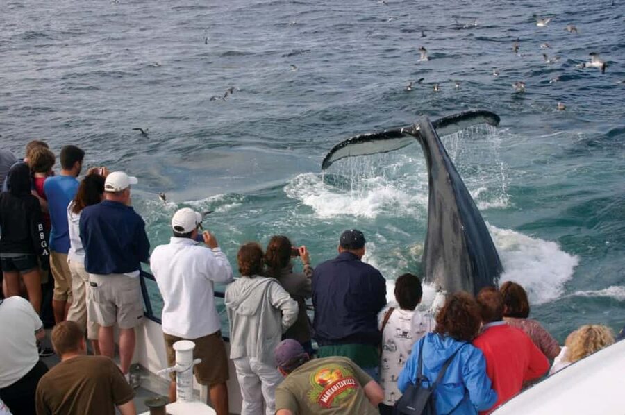 Plymouth: Whale Watching Cruise - Boat Comfort, Snacks, and Getting Warm (Galley Service Helps)
