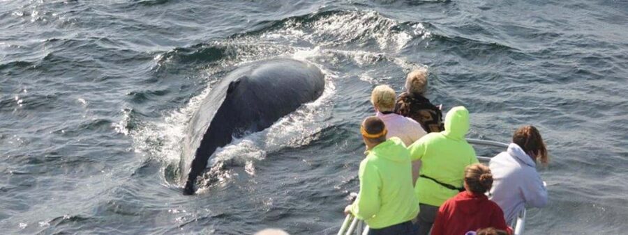 Plymouth: Whale Watching Cruise - Town Wharf Timing and What Your Day Feels Like at Sea