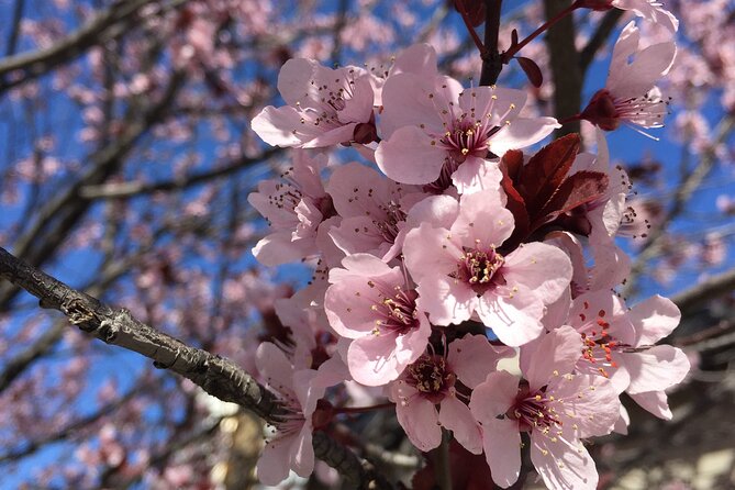Washington D.C. Cherry Blossom,Baltimore 3-Day Tour from Boston - The big-picture value: what $499 gets you