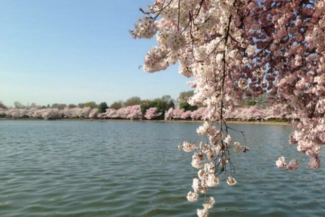 Washington D.C. Cherry Blossom,Baltimore 3-Day Tour from Boston - Day 3: Baltimore Inner Harbor, then back to Boston