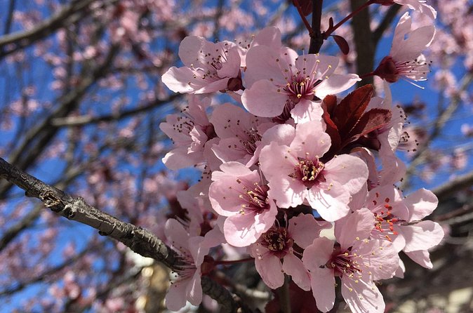 Washington D.C. Cherry Blossom,Baltimore 3-Day Tour from Boston - Pace check: what the tight schedule means for you