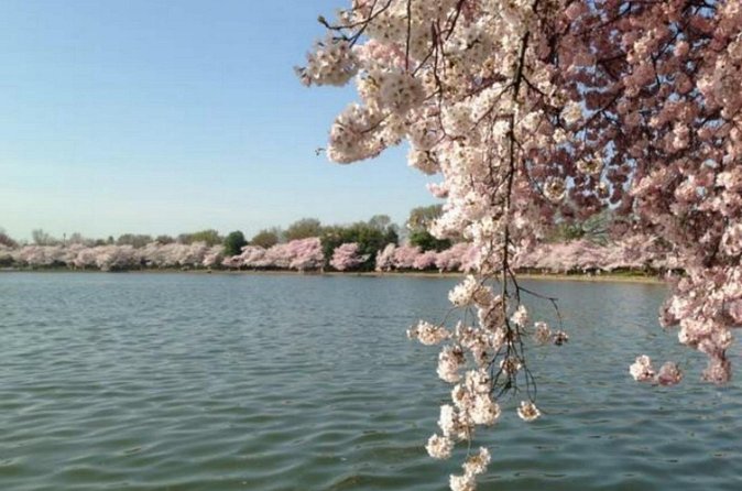 Washington D.C. Cherry Blossom,Baltimore 3-Day Tour from Boston - What to bring (and what to skip)